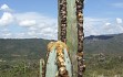 Anteprima di Pilosocereus fulvilanatus