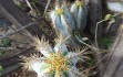 Preview photo Pilosocereus magnificus