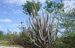 Anteprima di Pilosocereus magnificus