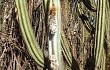 Preview photo Pilosocereus pachycladus