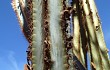 Preview photo Pilosocereus pachycladus