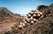 Anteprima di Copiapoa cinerascens