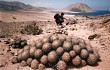 Anteprima di Copiapoa cinerascens