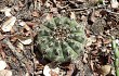 Anteprima di Gymnocalycium anisitsii