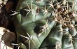 Vista previa de Gymnocalycium anisitsii