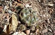 Anteprima di Gymnocalycium anisitsii