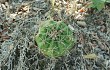 Vista previa de Gymnocalycium anisitsii