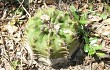 Vista previa de Gymnocalycium anisitsii