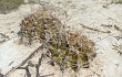 Anteprima di Gymnocalycium anisitsii