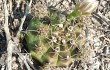 Anteprima di Gymnocalycium anisitsii