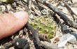 Anteprima di Gymnocalycium anisitsii