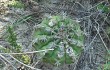 Vista previa de Gymnocalycium anisitsii