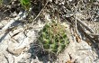 Preview photo Gymnocalycium anisitsii