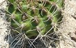 Vista previa de Gymnocalycium anisitsii