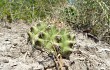 Preview photo Gymnocalycium anisitsii