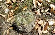 Preview photo Gymnocalycium anisitsii