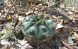 Preview photo Gymnocalycium anisitsii