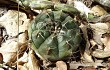 Preview photo Gymnocalycium anisitsii