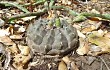 Vista previa de Gymnocalycium anisitsii