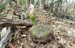 Anteprima di Gymnocalycium anisitsii