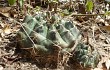 Vista previa de Gymnocalycium anisitsii