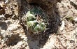 Vista previa de Gymnocalycium anisitsii