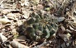 Anteprima di Gymnocalycium anisitsii