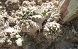 Preview photo Gymnocalycium anisitsii