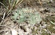 Vista previa de Gymnocalycium bodenbenderianum