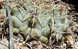 Vista previa de Gymnocalycium bodenbenderianum