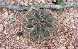 Vista previa de Gymnocalycium bodenbenderianum