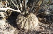 Vista previa de Gymnocalycium bodenbenderianum