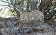 Vista previa de Gymnocalycium bodenbenderianum