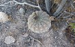 Anteprima di Gymnocalycium bodenbenderianum