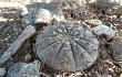 Anteprima di Gymnocalycium bodenbenderianum