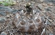 Vista previa de Gymnocalycium bodenbenderianum