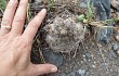 Anteprima di Gymnocalycium bodenbenderianum