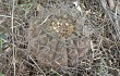 Anteprima di Gymnocalycium bodenbenderianum