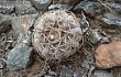 Vista previa de Gymnocalycium bodenbenderianum