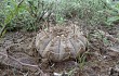 Vista previa de Gymnocalycium bodenbenderianum