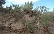 Vista previa de Gymnocalycium bodenbenderianum