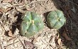 Anteprima di Gymnocalycium buenekeri