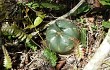 Anteprima di Gymnocalycium buenekeri