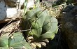 Anteprima di Gymnocalycium buenekeri