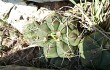 Anteprima di Gymnocalycium buenekeri