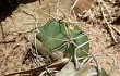 Anteprima di Gymnocalycium buenekeri