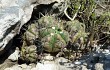 Anteprima di Gymnocalycium buenekeri