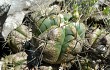 Anteprima di Gymnocalycium buenekeri