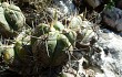 Anteprima di Gymnocalycium buenekeri