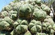 Anteprima di Gymnocalycium buenekeri